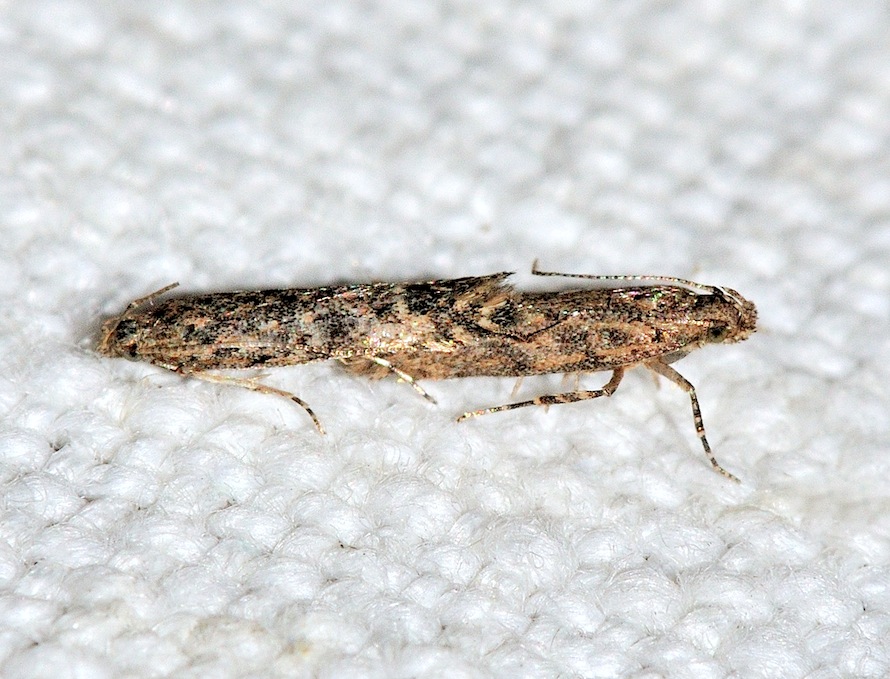 Nuovi Microlepidotteri - Tuta cf. absoluta (Gelechiidae)